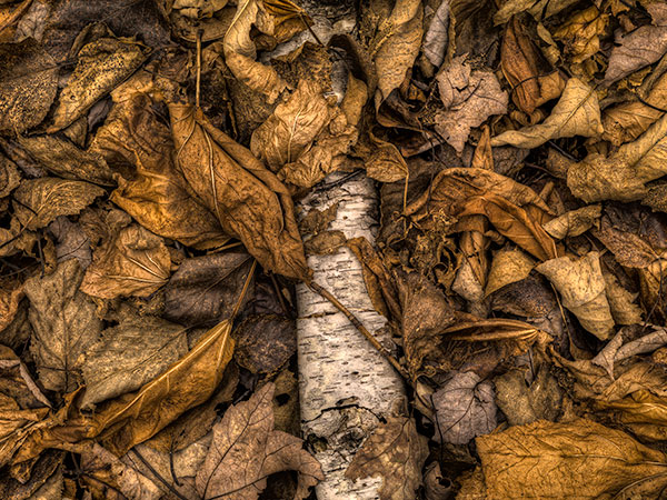 Detaljer Acadia National Park