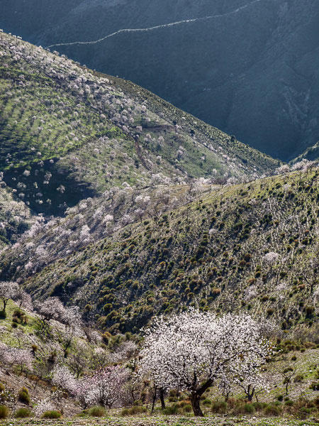 Sierra de la Contraviesa Sierra de la Contraviesa © Conny Nord
