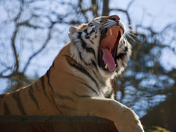 Amurtiger, Nordens Ark © Conny Nord